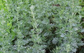 Sagebrush